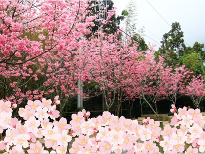 高雄出發 | 浪漫春日~頂湖賞櫻1日