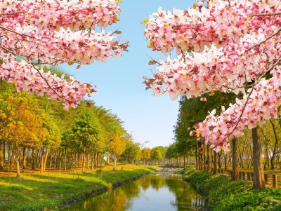 高雄出發 | 花現秘境~浪漫粉紅花旗木1日