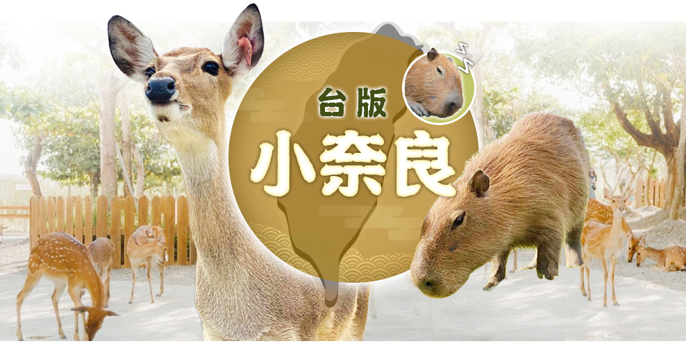 高雄出發 | 【墾丁台版小奈良一日】可愛梅花鹿＆呆萌的水豚君、懷舊小旅